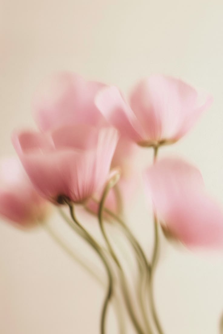 Pink flowers with a blurred background